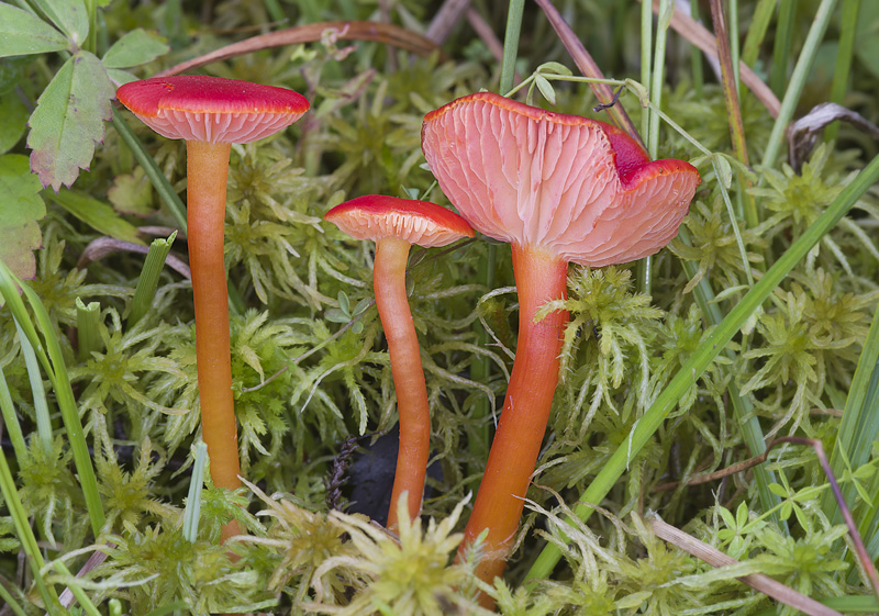 Hygrocybe phaeococcinea